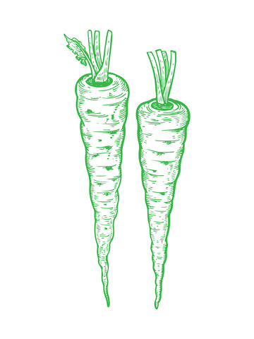 蔬菜食材胡萝卜线稿插画版画木刻画