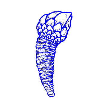 海鲜食材甲壳类藤壶线稿插画版画