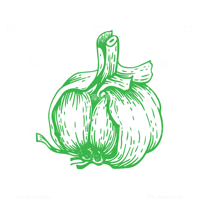 源文件下载【趣麦麦图】蔬菜食材调料品大蒜蒜头线稿插画钢笔画
