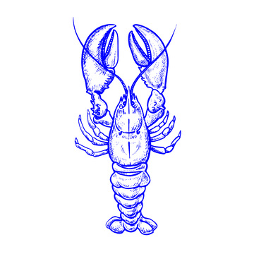 海鲜食材龙虾线稿插画版画钢笔画