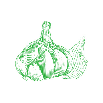 蔬菜食材调料品大蒜蒜瓣蒜头线稿插画