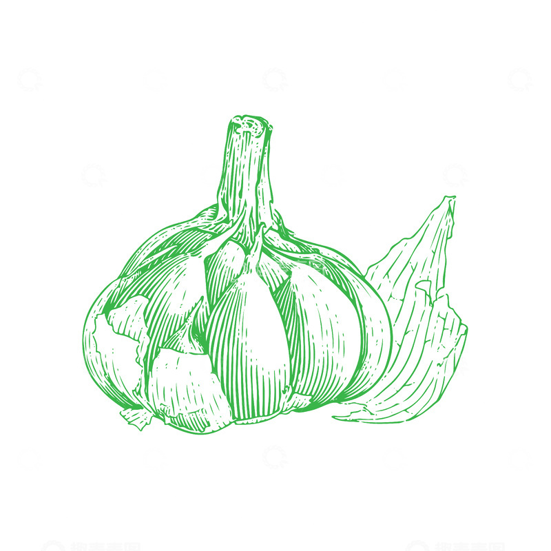 源文件下载【趣麦麦图】蔬菜食材调料品大蒜蒜瓣蒜头线稿插画