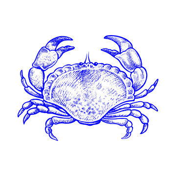 海鲜食材螃蟹线稿插画版画钢笔画