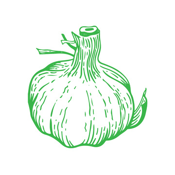 蔬菜食材调料品蒜头大蒜线稿插画