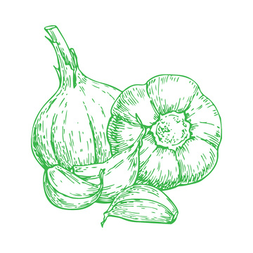 蔬菜食材调料品大蒜蒜头线稿插画