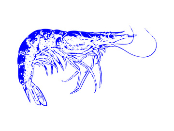 海鲜食材对虾大虾线稿插画