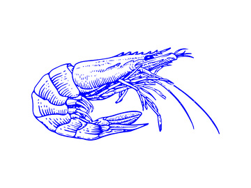海鲜食材大虾对虾线稿插画
