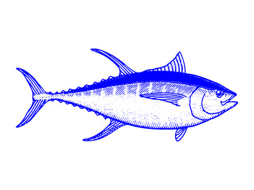 海鲜食材马鲛鲅鱼海鱼线稿插画