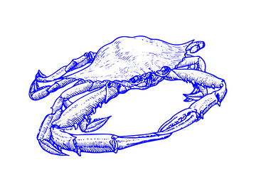 海鲜食材梭子蟹螃蟹海蟹线稿插画