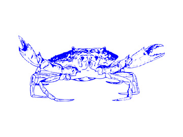 海鲜食材螃蟹河蟹海蟹线稿插画