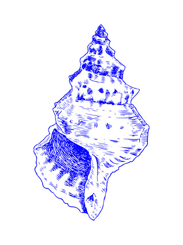 海鲜食材海螺贝壳线稿插画