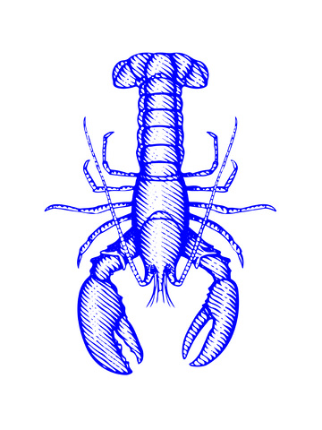 海鲜食材澳洲龙虾线稿插画