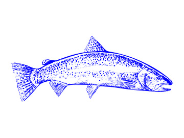 海鲜食材鲑鱼鱼类线稿插画