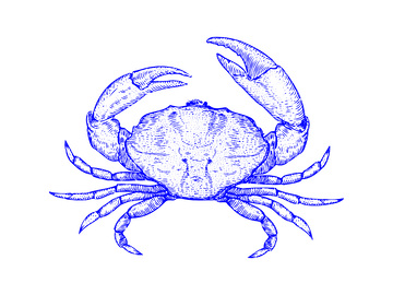 海鲜食材螃蟹海蟹线稿插画