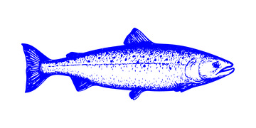 海鲜食材鲑鱼海鱼鱼类线稿插画