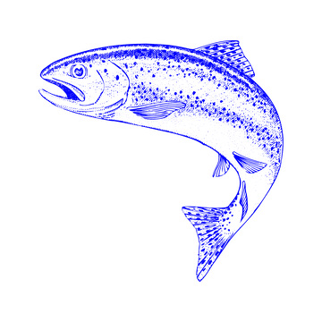 河鲜食材鳟鱼鲑鱼三文鱼鱼类线稿插画