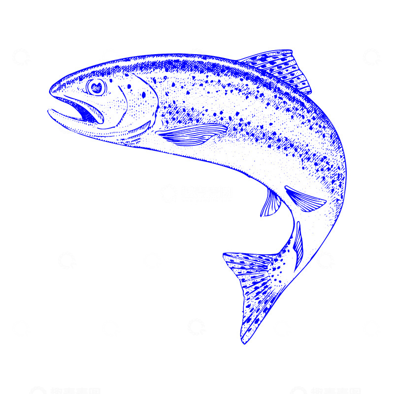 源文件下载【趣麦麦图】河鲜食材鳟鱼鲑鱼三文鱼鱼类线稿插画