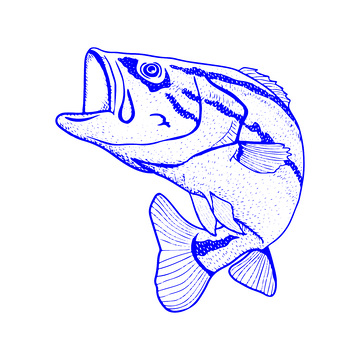 河鲜食材胖头鱼鳙鱼鱼类线稿插画