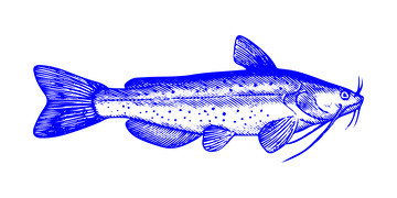 河鲜食材鲇鱼鲶鱼鱼类线稿插画