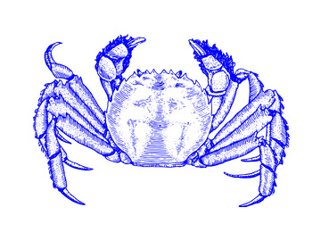 河鲜食材大闸蟹螃蟹线稿插画