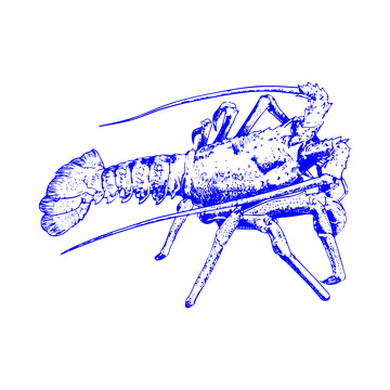 海鲜食材龙虾海虾大虾线稿插画