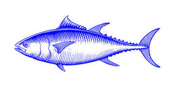 海鲜食材金枪鱼鲭鱼鲣鱼鱼类线稿插画