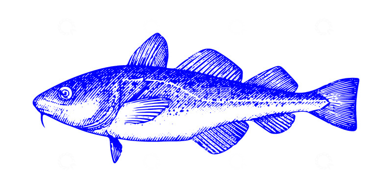 源文件下载【趣麦麦图】河鲜食材鲑鱼三文鱼鱼类线稿插画