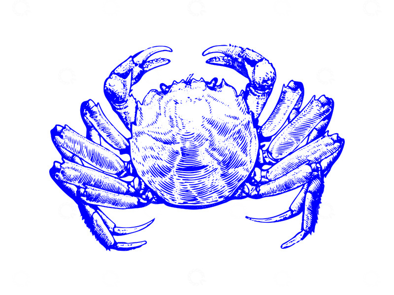 源文件下载【趣麦麦图】-海鲜食材青蟹花蟹螃蟹线稿插画
