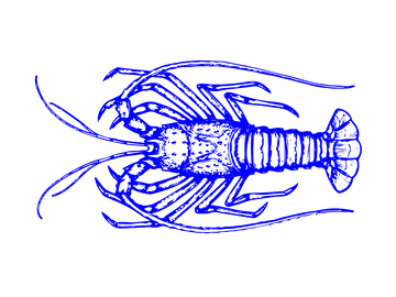 海鲜食材龙虾大虾海虾线稿插画