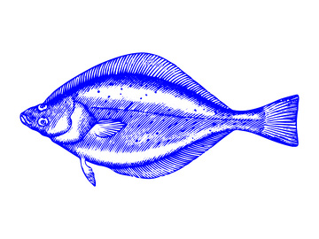 海鲜食材比目鱼鲽鱼鱼类线稿插画