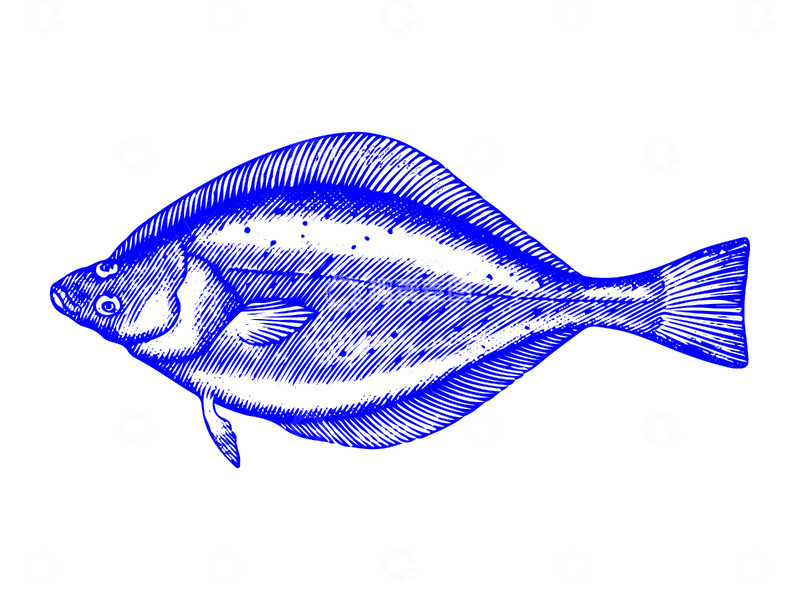 源文件下载【趣麦麦图】海鲜食材比目鱼鲽鱼鱼类线稿插画