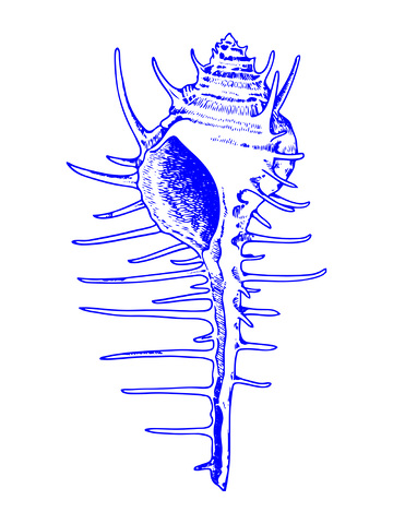 海鲜食材刺海螺贝类线稿插画