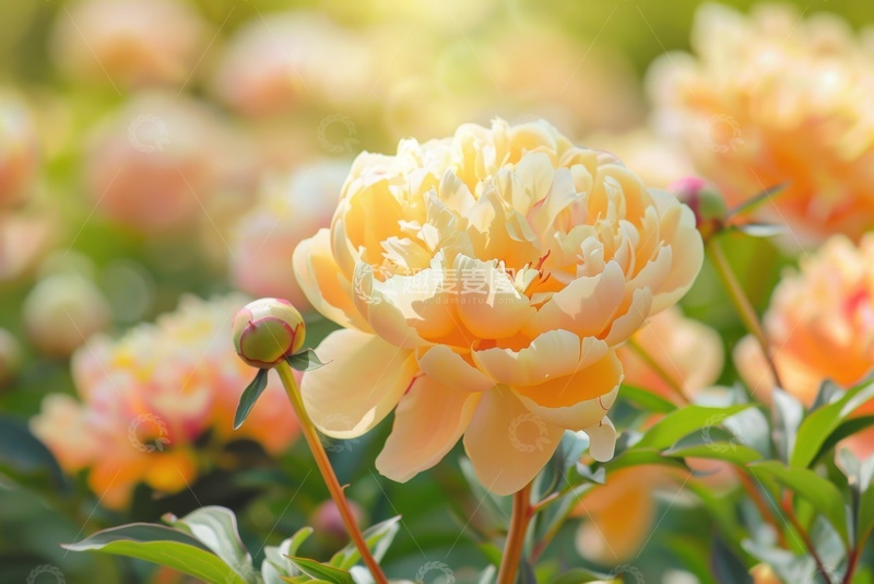 高清大图下载【趣麦麦图】野外盛开的牡丹花