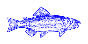 河鲜食材鲑鱼鳟鱼鱼类线稿插画