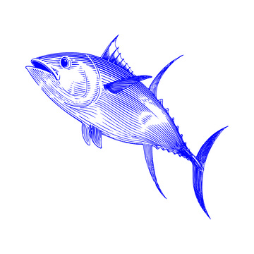 海鲜食材马鲛鱼鲅鱼海鱼线稿插画