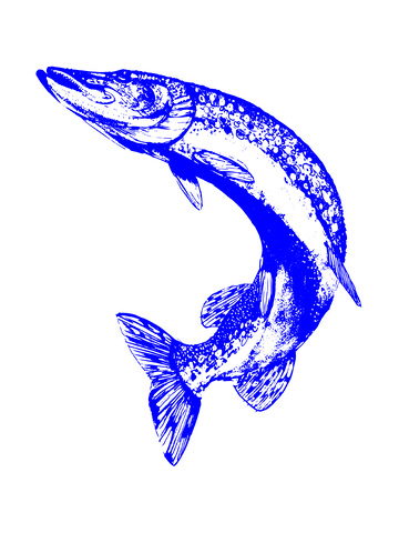 河鲜食材鲑鱼狗鱼鱼类线稿插画