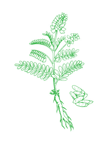 中草药黄芪线稿插画植物线描版画钢笔画