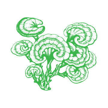 灵芝线稿插画版画木刻画线描中草药植物