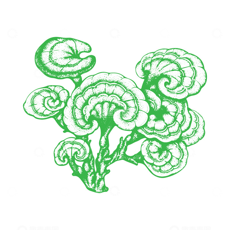 源文件下载【趣麦麦图】灵芝线稿插画版画木刻画线描中草药植物