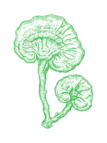 本草纲目中草药灵芝线稿插画