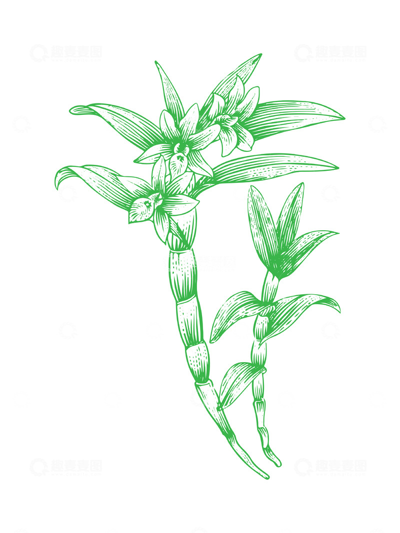 源文件下载【趣麦麦图】中草药石斛线稿插画植物线描版画钢笔画