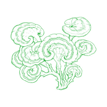 中草药线描灵芝线稿插画植物版画