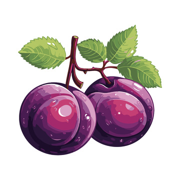 彩绘临摹水果黑布林李子果实绿叶