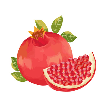 彩绘临摹水果石榴果肉果实绿叶