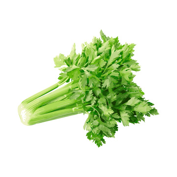 彩绘临摹蔬菜芹菜西芹药芹绿叶