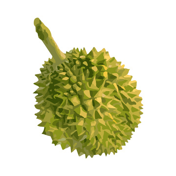 彩绘临摹榴梿果实榴莲水果