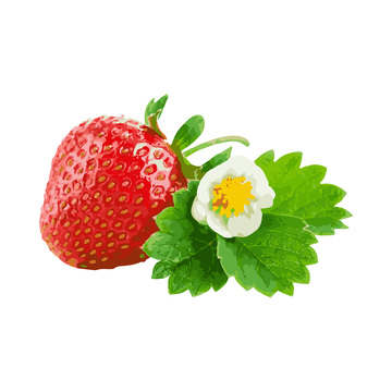 彩绘临摹水果草莓红莓花朵绿叶