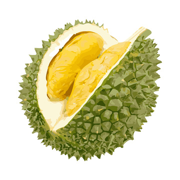 彩绘临摹榴莲水果榴梿果实果肉
