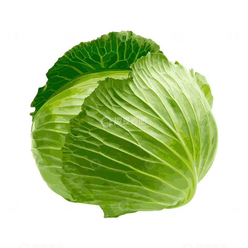 源文件下载【趣麦麦图】彩绘临摹蔬菜包菜卷心菜青菜