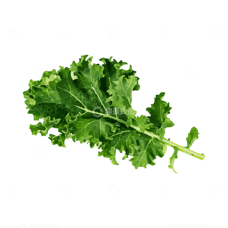 源文件下载【趣麦麦图】彩绘临摹蔬菜菜叶绿叶青菜叶菜